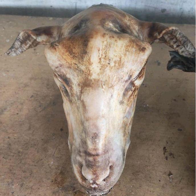 Terlaris Kepala Kambing Versi Bakar Hanya Kepala Aja Food Untuk Daging Dan Kulit