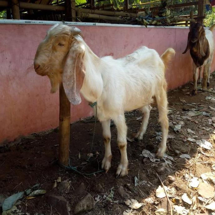 Terlaris Kambing Qurban Type B / Kambing Kurban Murah