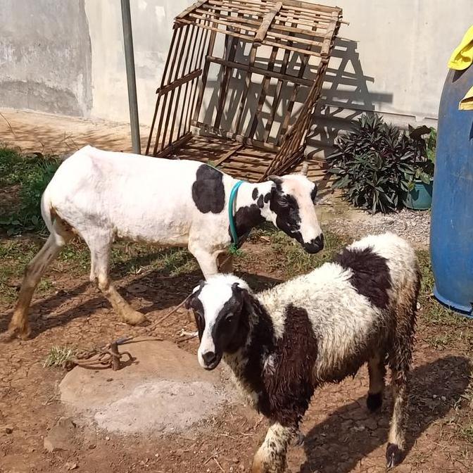 Terlaris Domba Betina Untuk Aqiqah Dll