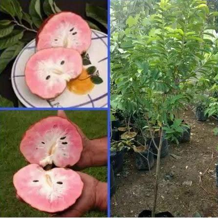 Pohon Sirsak Merah Madu Bibit Pohon Sirsak Merah