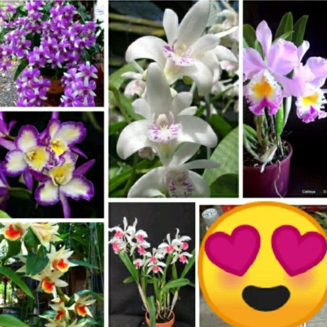 Paket 6 anggrek tanah murah - jenis bunga anggrek tanah - bunga hidup