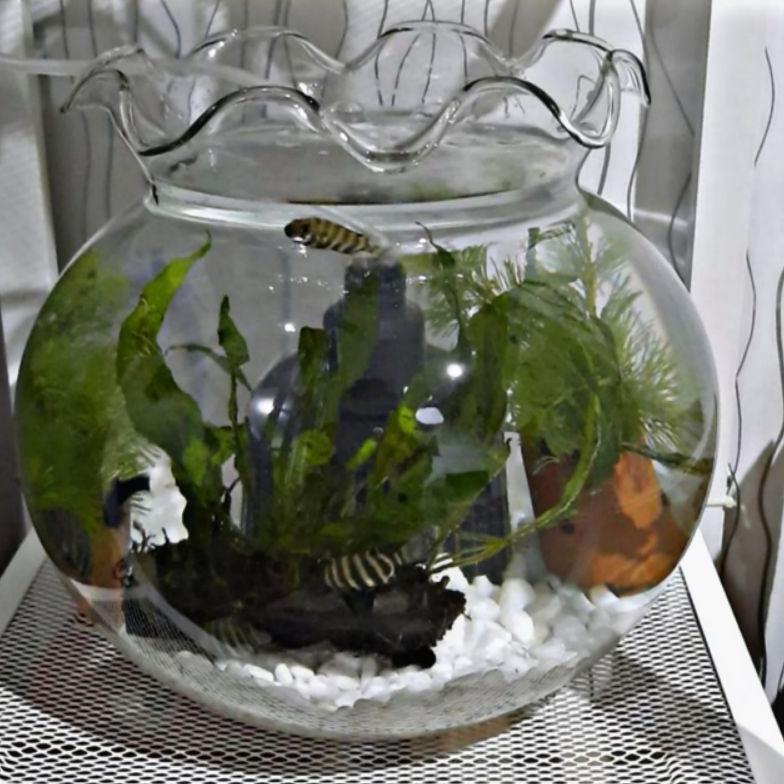 [ZGR] AQUARIUM 12,3L - 7,2L- 3,7L - AQUARIUM BULAT KACA - AQUARIUM HIAS - AQUARIUM CUPANG - AQUASCAP