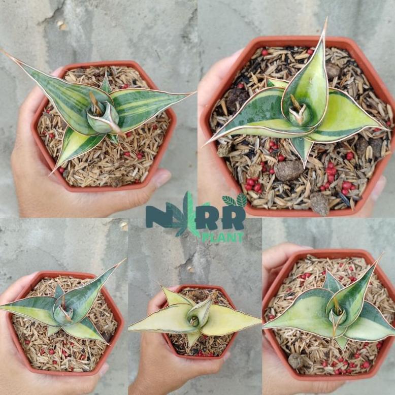 ARN Sansivera pinguiculata varigata