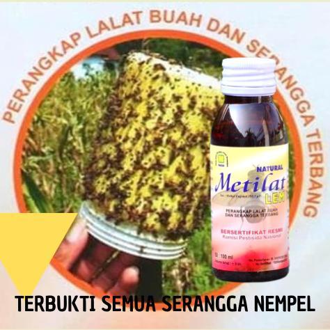 ARN Lem lalat buah 100cc / lem perangkap lalat buah cabe / Lem lalat buah metilat / lem ajaib untuk 