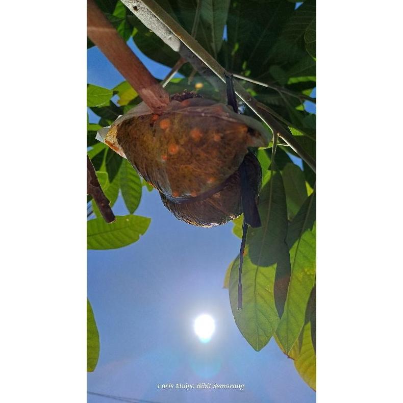 ARN fresh cangkok mamey sapote magana