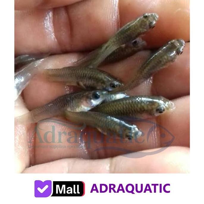 IKAN IMPUN HIDUP (PER TAKAR) PAKAN IKAN PREDATOR MAKANAN PELET PELLET