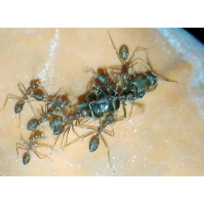 Allthebest- Ratu Semut Kroto (5 gratis 1)