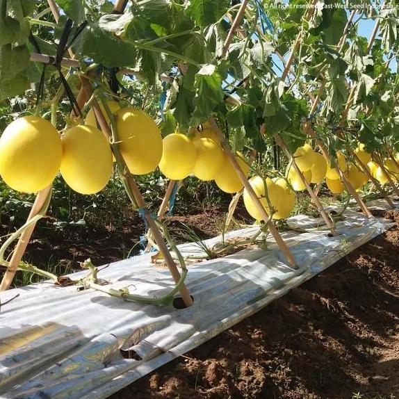 Allthebest- Benih Melon Golden ALISHA F1 400 Butir - Bibit Cap Panah Merah