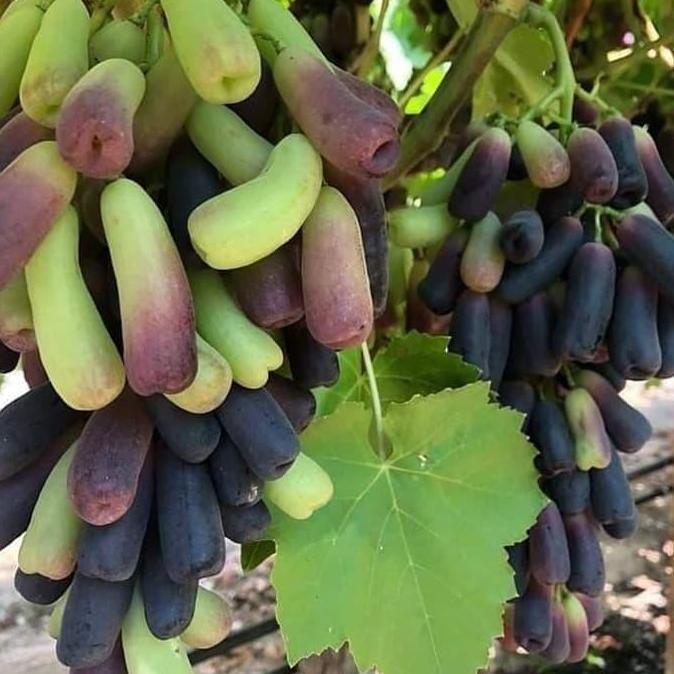 Allthebest- bibit anggur import moondrop original