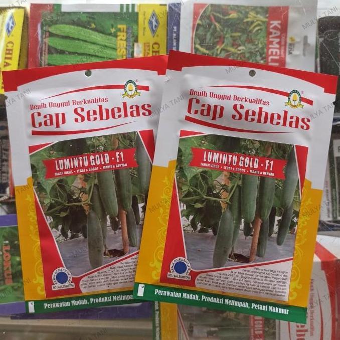 Allthebest- Benih Timun Lumintu Gold F1 20 Gram