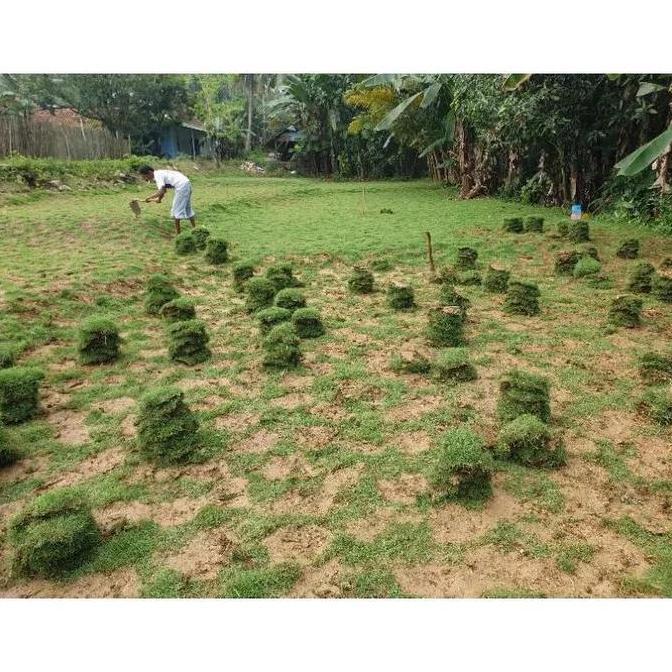 rumput jepang per meter
