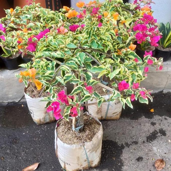 Tanaman Bougenville rimbun/ Bougenville bunga tumpuk pink