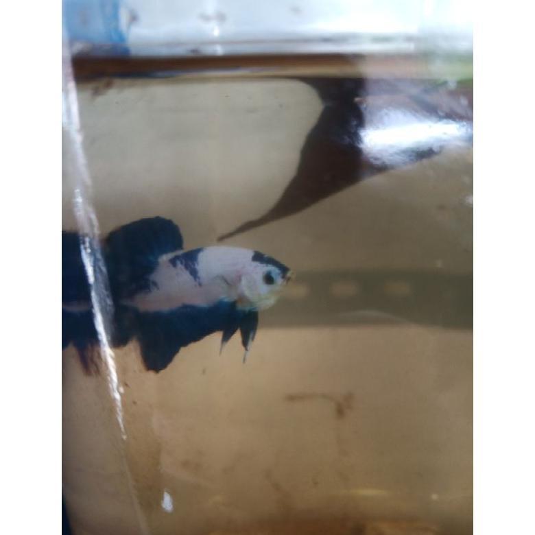 -VY- ikan cupang Male  Blue Rim Panda gen bicolor line thailand
