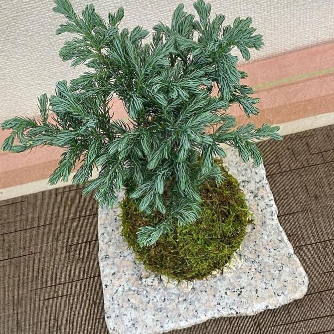 Kokedama Cemara Perak || BAYAR DI TEMPAT
