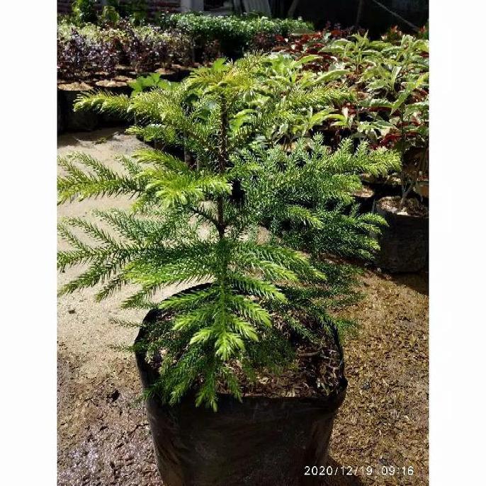 bibit pohon cemara norflok - pohon cemara norflok