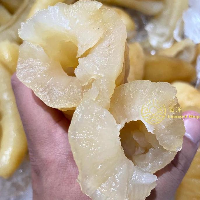 Belisekarang- Teripang Fresh 500Gr Super Bangka Belitung Tebal / Haisom Gosok Gamat