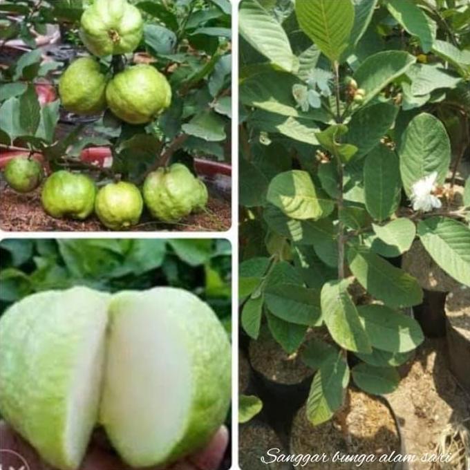 Tanaman Buah Jambu Kristal / Bibit tanaman Jambu Kristal