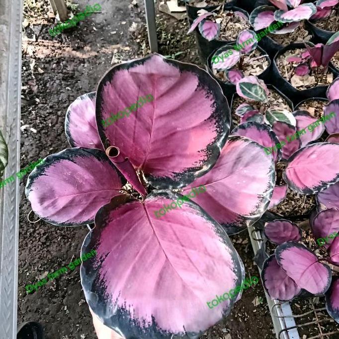 Tanaman Hias calathea  Daun Ungu Crimson