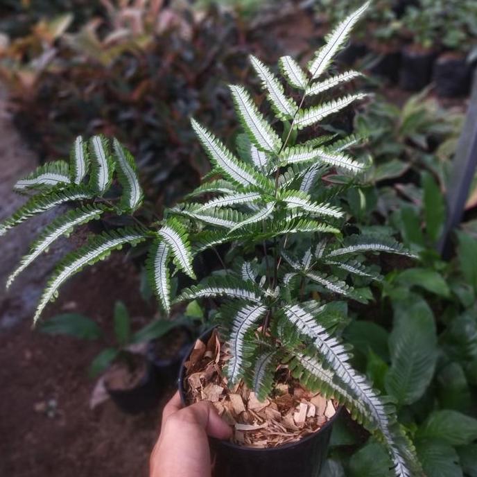 tanaman hias pakis pteris