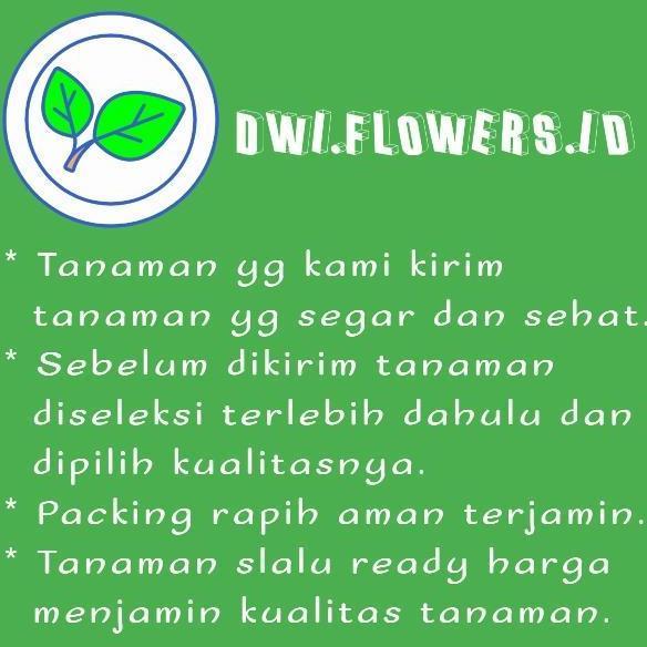 Termurah Bibit Tanaman Hias Keladi Tikus Kantong Semar Variegata
