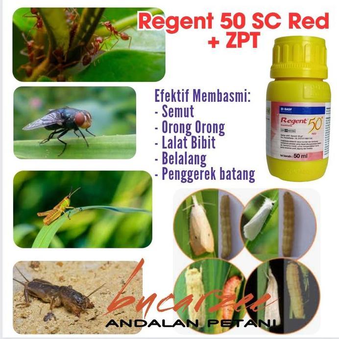 Insektisida + ZPT. Regent 50 SC Red