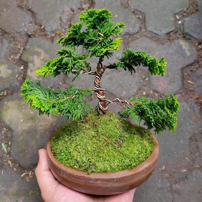 Bonsai Cemara Hinoki Cypress Golden || REALPICT