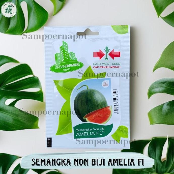 Benih Bibit Semangka Merah Non Biji Amelia F1 Cap Panah Merah - SEMANGKA AMELIA F1 EAST WEST SEED