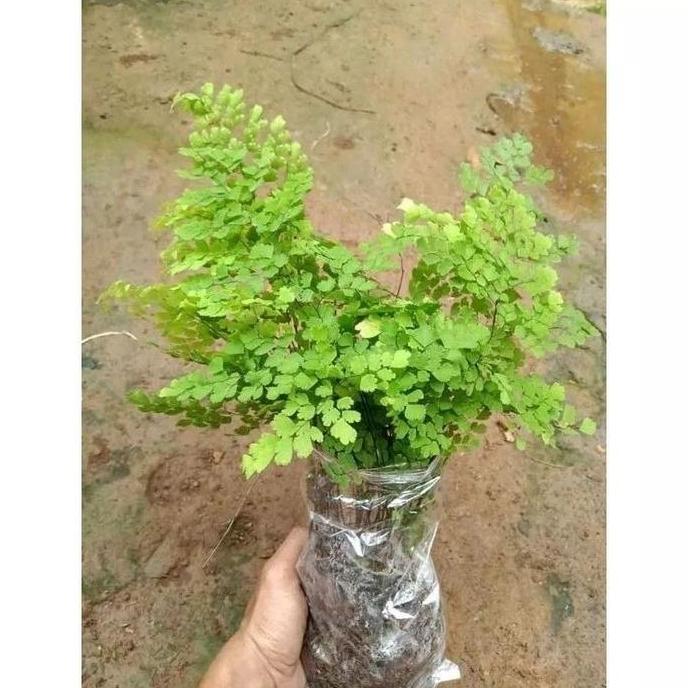 Tanaman Hias Suplir / Suplir / Pakis Suplir Rimbun ready