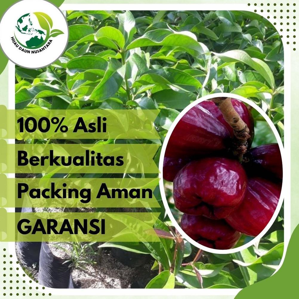 Bibit Jambu Jamaika Jumbo Jambu Bol Asli Tanaman Buah Hasil Okulasi Super Genjah Unggul Bisa Tabulam