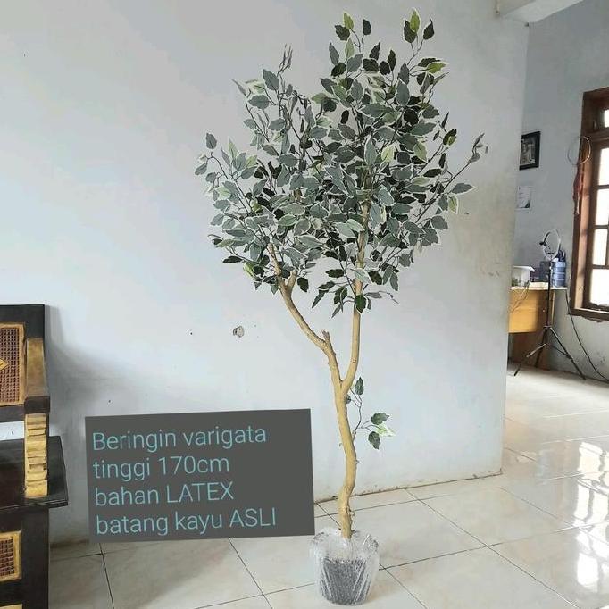 ABIYYUFLOWER9 Pohon Beringin Varigata Artificial Aesthetic Natural Design LATEX dengan Tinggi 170cm 