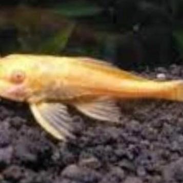 (GRAB OR GOJEK ONLY) HIASAN AQUARIUM PEMBERSIH KACA IKAN SAPU SAPU