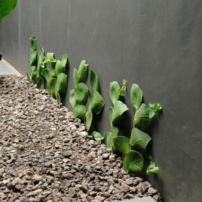 Bibit Tanaman Hias Dollar Daun Besar / Dolar Rambat dinding Tembok