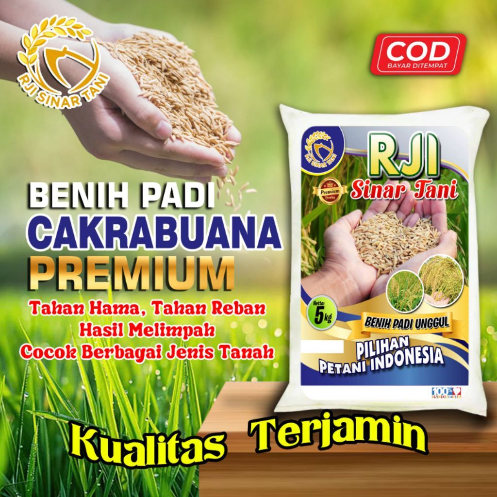 Benih Padi CAKRABUANA Kualitas Unggul 5KG
