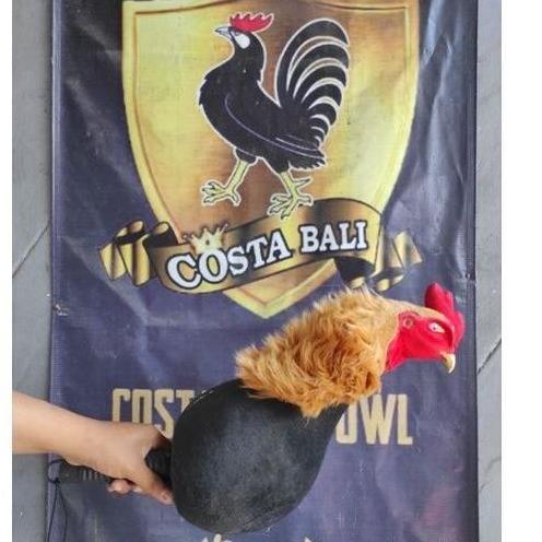 Boneka ayam - untuk melatih ayam