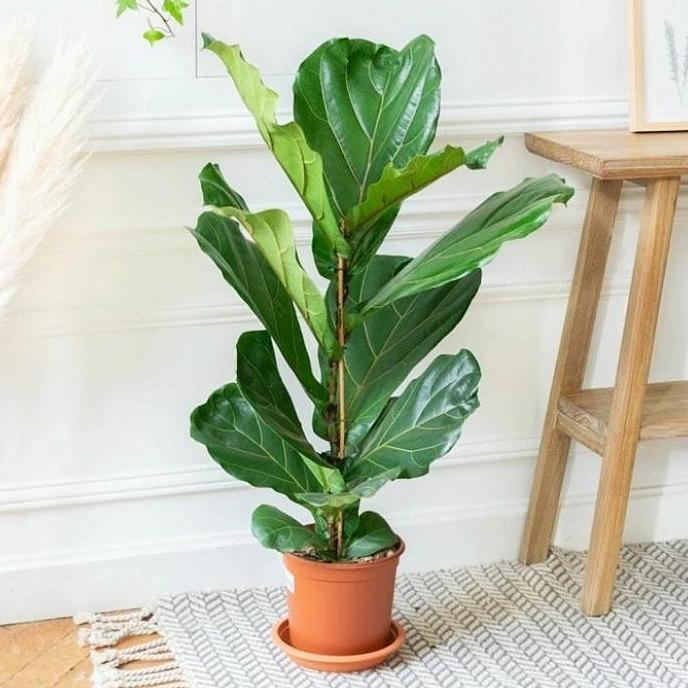 Ketapang Biola Cantik Tinggi 60cm / Tanaman Hias Indoor Ketapang Biola