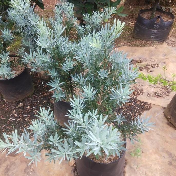 tanaman hias lohansung silver blue ice - original