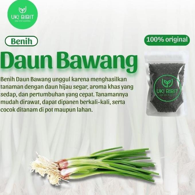 ( 100 Gram ) Benih Biji Daun Bawang Dataran Rendah | Bawang Daun | Allium Fistulosum