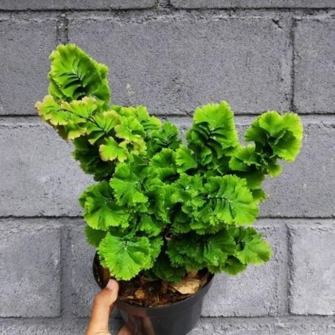 tanaman hias suplir tusuk sate - suplir