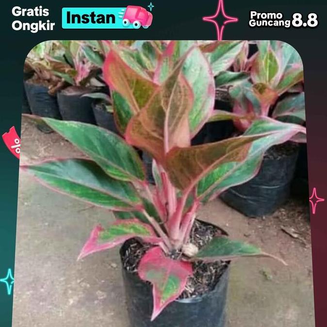 Tanaman aglonema lipstik tanaman hias aglonema lipstik