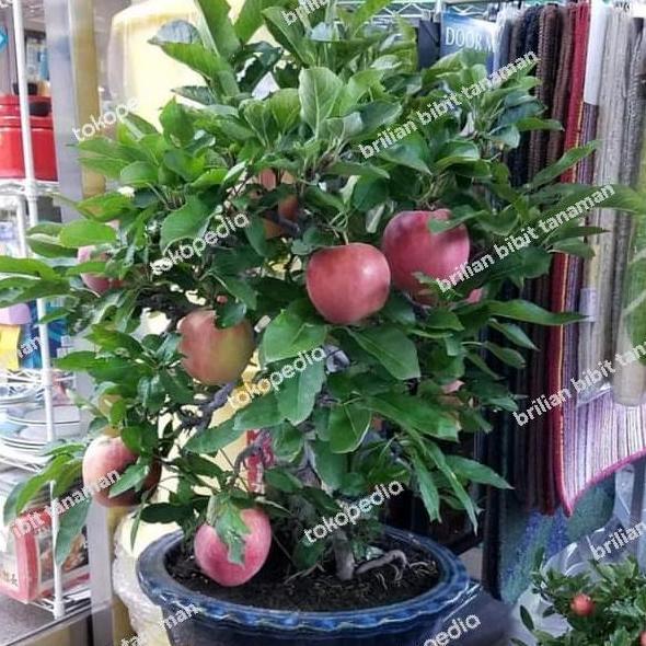 bibit tanaman apel merah cangkok batang besar cepat berbuah