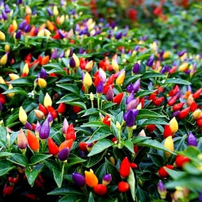 Tanaman Cabe pelangi sudah berbuah