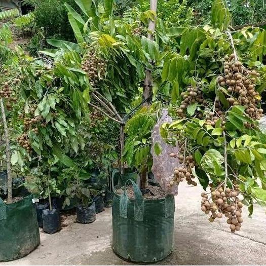 TANAMAN POHON KELENGKENG ITOH SUDAH BERBUAH/BERBUNGA