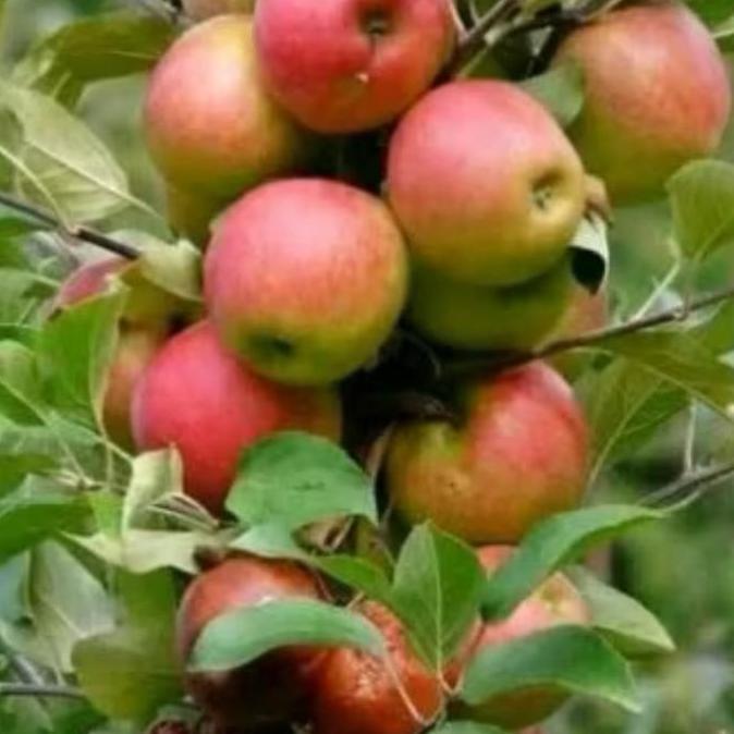 Bibit APEL ANNA MERAH cangkok siap berbuah