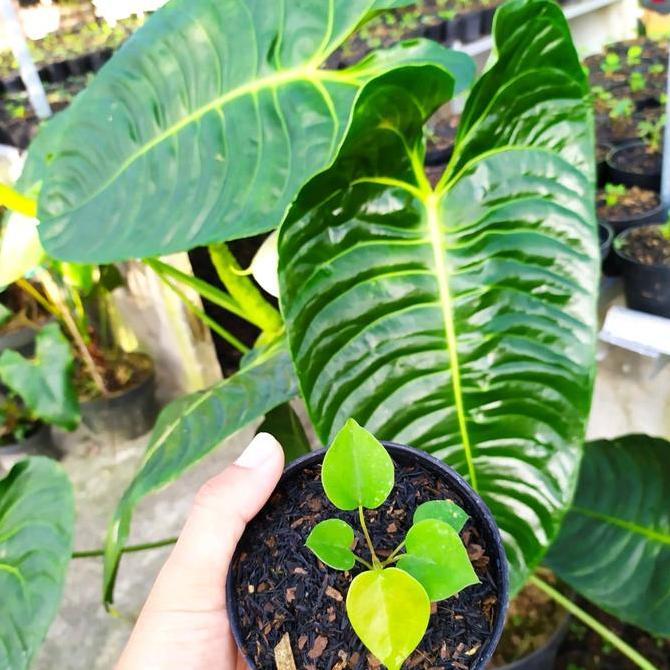 Tanaman anthurium veitchii (baby)