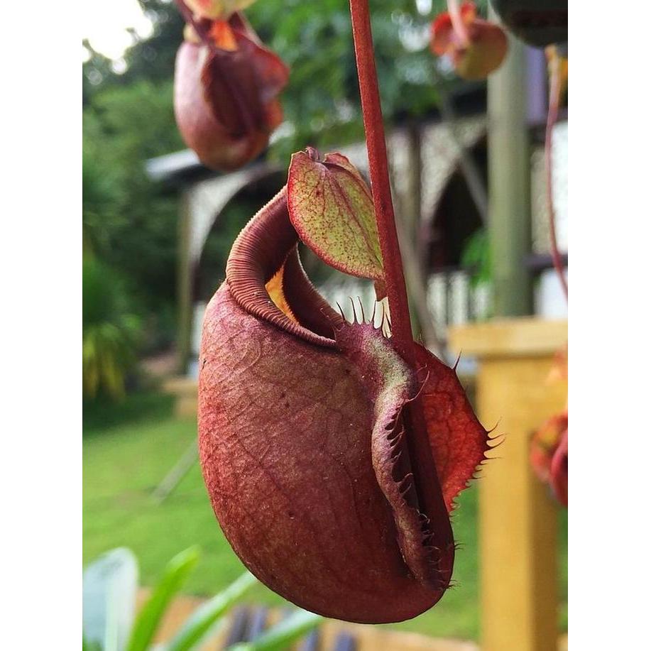 Tanaman Kantong Karnivora Semar | Tanaman Hias