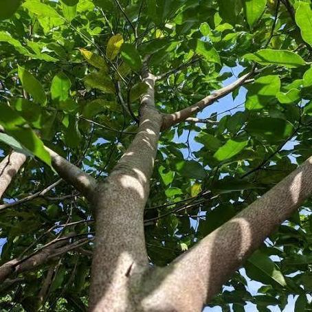 Tanaman Pohon Gaharu Asli Persemaian Biji