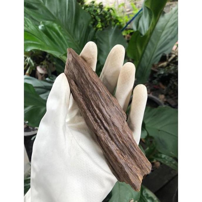 DEKORASI SEDANG DARI KAYU GAHARU MERAUKE ASGON 2 -AROMA SURGA