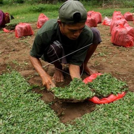 rumput gajah mini Cacah 50 x 50 cm super