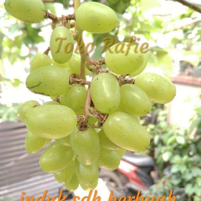 Entres Anggur Import Transfigurasi Trans, Mata Tunas. Hrg per 1 Matun