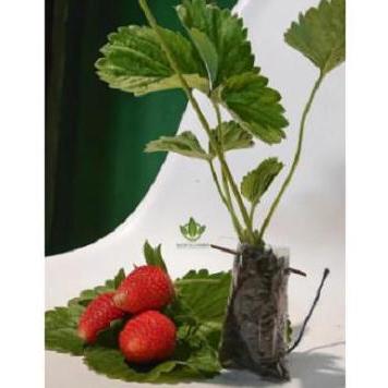 BIBIT STRAWBERRY JUMBO MANIS